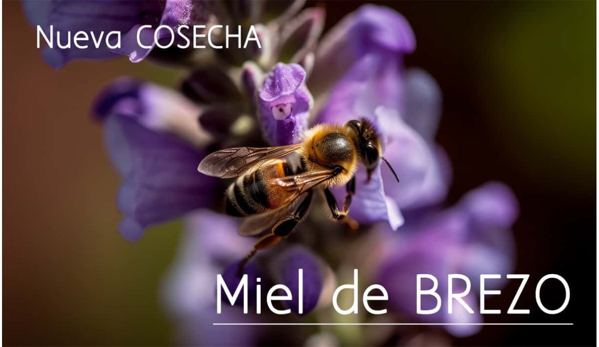 ¡Nueva (y sorprendente) cosecha de miel de Brezo!